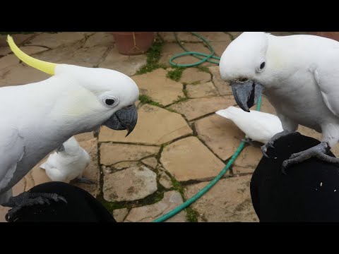 餌をねだるオウム  