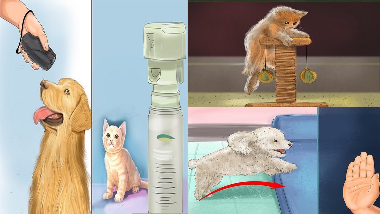 How to Keep Pets off the Furniture YouTube