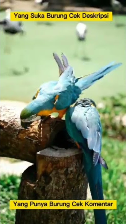 STORY WA || MERDUNYA SUARA KICAUAN BURUNG DI ALAM LIAR #shorts