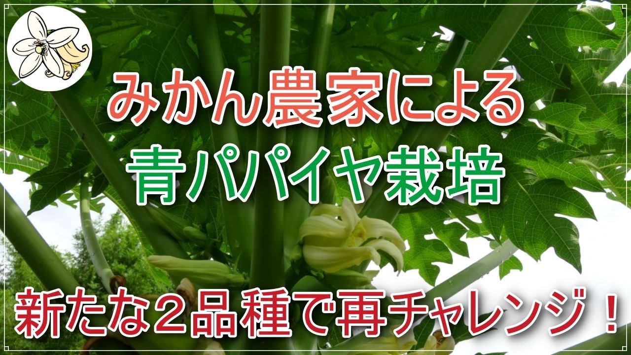 【青パパイヤ】みかん農家による再チャレンジ【エキゾチック】