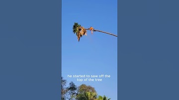 Arborist Rides Palm Tree Like a Cowbo #treefelling #logging #forestry #arborist #chainsaw