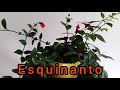 Esquinanto