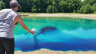 How To Make A Pond Blue - Pond Dye