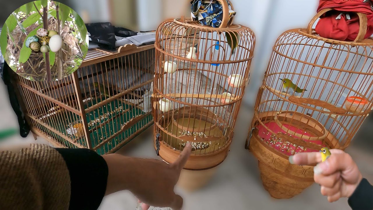 Mua Lại Được Hai Chiếc Lồng Chim Khuyên Đẹp Và Tổ Chim Đã Bắt Đầu Đẻ Trứng // Chiến Ơi
