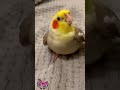 Cookie Song Cockatiel || Cockatiel Singing  #cockatiel #shorts #cockatielsinging #ginger