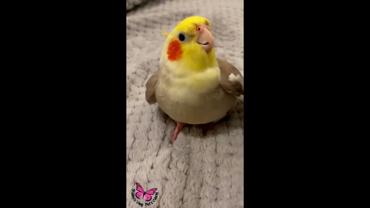 Cookie Song Cockatiel Singing Shorts Cockatielsinging Ginger