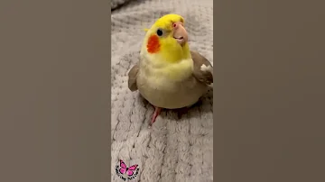 Cookie Song Cockatiel Cockatiel Singing Cockatiel Shorts Cockatielsinging Ginger 