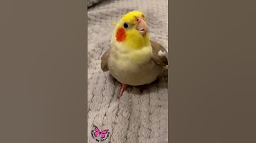 Thumbnail of Cookie Song Cockatiel || Cockatiel Singing  #cockatiel #shorts #cockatielsinging #ginger