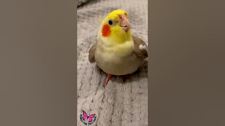 Cookie Song Cockatiel || Cockatiel Singing  #cockatiel #shorts #cockatielsinging #ginger