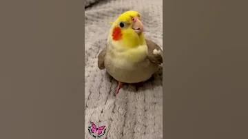 Cookie Song Cockatiel || Cockatiel Singing  #cockatiel #shorts #cockatielsinging #ginger