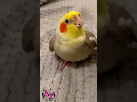 Cookie Song Cockatiel || Cockatiel Singing Cockatiel Shorts Cockatielsinging Ginger