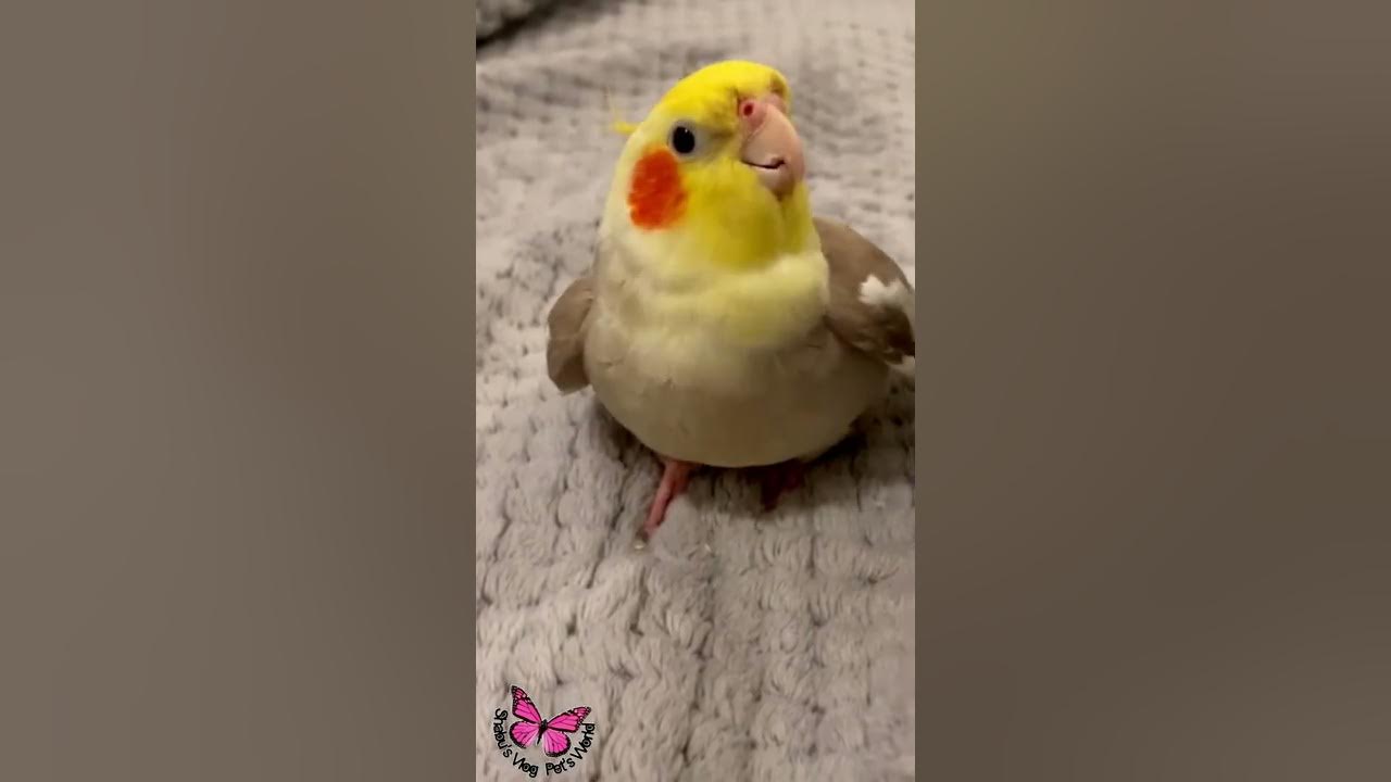 Cookie Song Cockatiel || Cockatiel Singing  #cockatiel #shorts #cockatielsinging #ginger