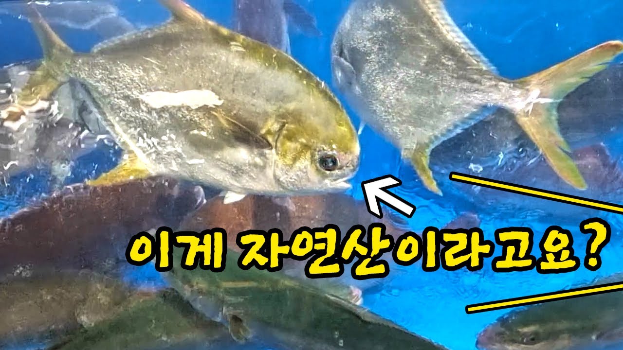 속초 관광수산시장 체험기, 여기 가성비 수산물 천지인데 왜 사람들이 없죠?(입질의 해산로드 #14, 속초중앙시장편)