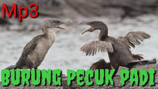 Suara burung pecuk padi