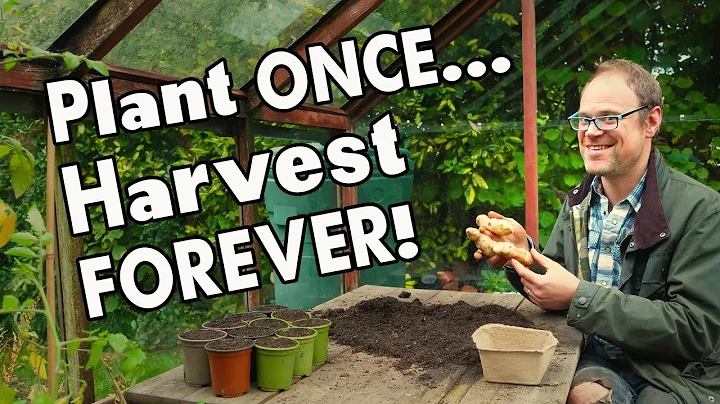 5 Must-Grow Perennial Vegetables: Harvest Year After Year... 👩‍🌾 - DayDayNews