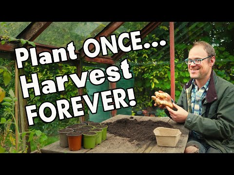 5 Must-Grow Perennial Vegetables: Harvest Year After Year... ?‍? ?‍?