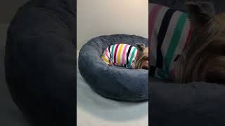 🤩 DIY Dog Donut bed. 🐾 PDF pattern Cozy nest Dog Bed.🐾  #dogdonutbed #doglovers