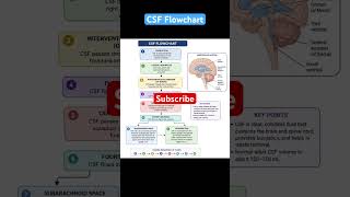 CSF Flowchart || #medicalshorts #nervoussystem #medicalnotes #nursingshorts #nursingshorts #norcet
