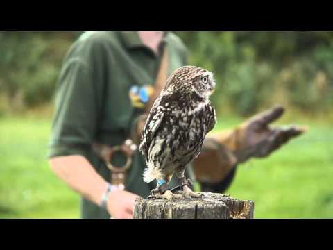 Birds of Prey - World of Wings, Cumbernauld, Glasgow