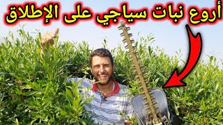لتسييج مزارعكم وحدائقكم نبات الديدونيا المذهل أفضل نبات سياجي على الإطلاق  تابع الفيديوو..