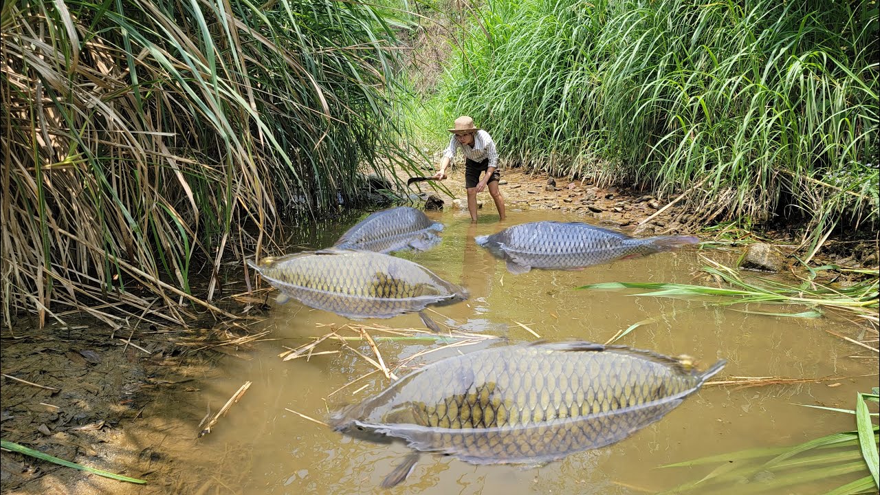 discovered a puddle of water. Meet many giant fish. Caught many giant ...