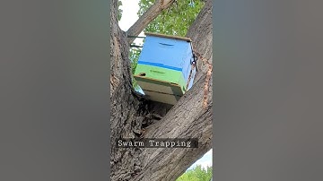 Swarm Trap Gaining Attention #honeybee #bee #swarm #beehive