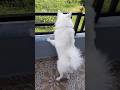 Barish ko dekh kr lg rha h ...... 😱😱😱😱😱😱😱😱😱 #viral #funny #pets #dog #video #explore