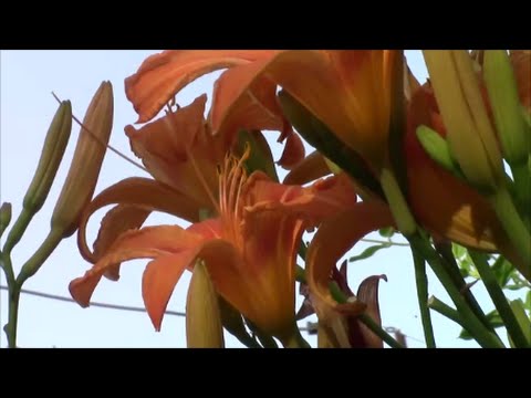 Лилия оранжевая! Лилейник (Hemerocallis)