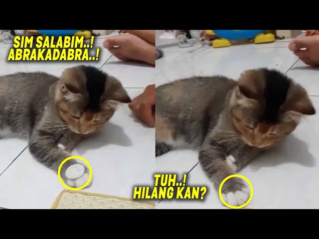 LUCU & MENGGEMASKAN..! Kompilasi Video Kucing Lucu Bermain Bikin Ngakak ~ Kucing Lucu Tiktok Terbaru class=