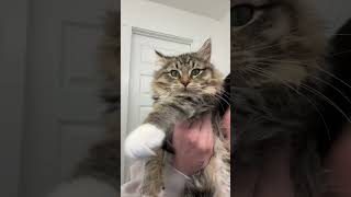Me everyday since I brought her home 🫣 #marykatethecat