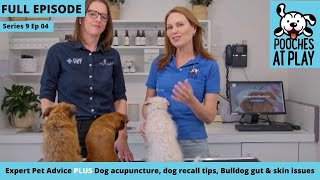 Dog acupuncture, Bulldog gut & skin issues, dog recall tips | Full Episode S9 Ep 4 | Pooches at Play
