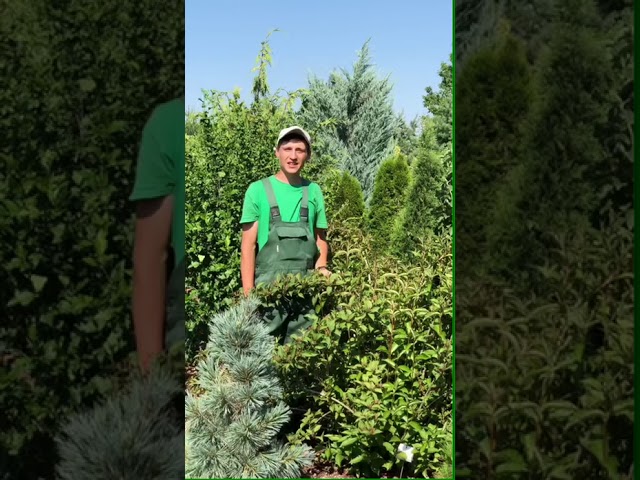 Как обрезать вейгелу