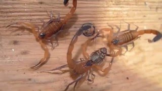 Hissing Scorpions | California Academy of Sciences