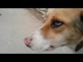 Street dog with blue eyes and Kitten