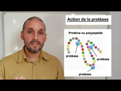 Vidéo: Différence Entre La Pepsine Et La Protéase
