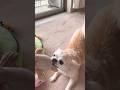 愛犬チワワが、必殺技「bling-bling」で人形をボコボコにしてやったやつ #youtubeshorts #ちわわ #blingbangbangborn