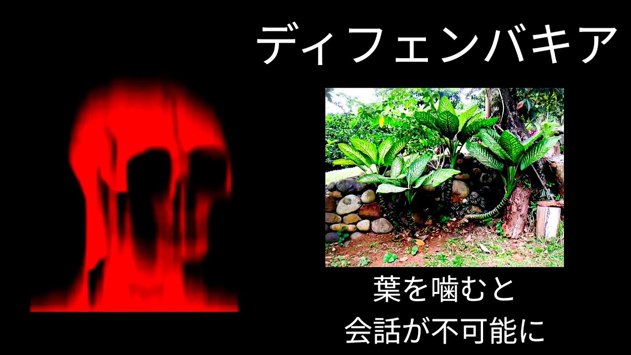 【⚠️閲覧注意⚠️】Mr.インクレディブルと見る世界の猛毒植物                                                       《ジャイアントホグウィード》