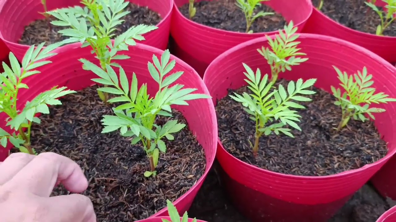 cách đi phân cho hoa vạn thọ lần thứ nhất