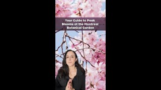 Your Guide to Peak Blooms at the Montreal Botanical Garden!