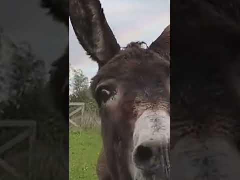 رائج صورة  الغن الامازيغي  صور اكسبلور المغرب    