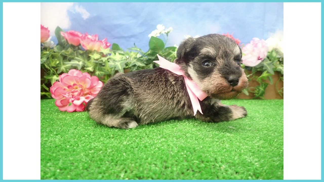 Coo&RIKU No.00746433 M・シュナウザー - YouTube