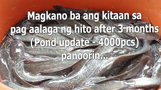 MAGKANO BA ANG KITAAN SA PAG AALAGA NG HITO AFTER 3 MONTHS (POND UPDATE   4000PCS) | BACKYARD FARM