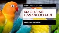 Masteran Lovebird Paud Ngetik Ngekek Panjang | Masteran Lovebird Paud Agar Ngekek Panjang mp3  - Durasi: 1:02:15. 