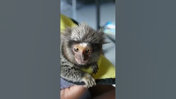 Angry Marmoset Monkey, Ear Cleaning #petmonkey #marmoset