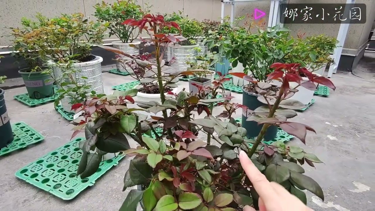 月季花出了强笋影响株型该怎么办？剪还是不剪？What should I do if a strong shoot from a rose affects the plant type?