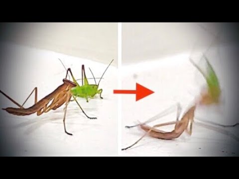 Katydid GOES CRAZY After Praying Mantis Catches It - MANTIS VS KATYDID
