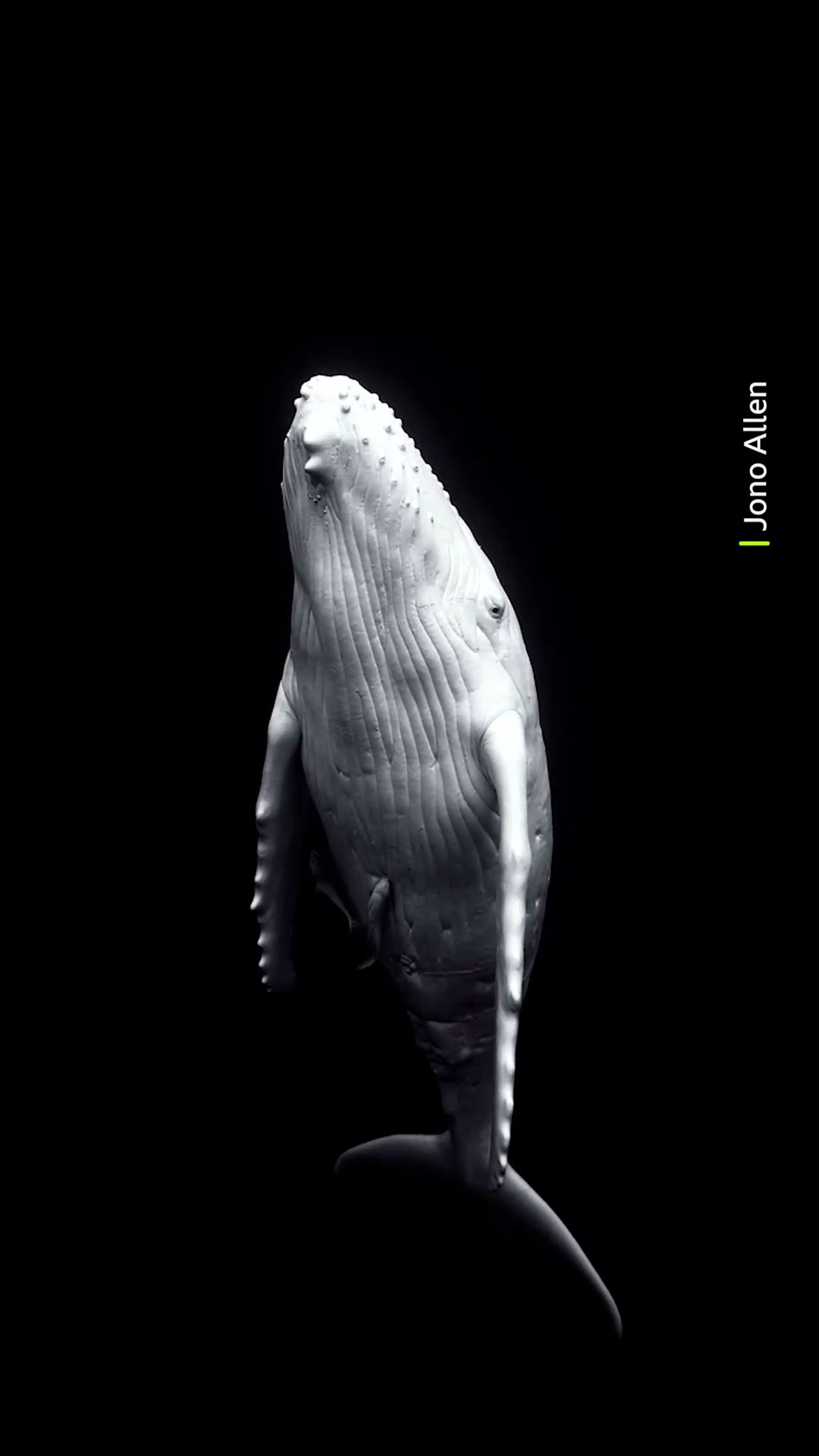 This is Mãhina, the white humpback whale of Vava’u, Tonga ? #HumpbackWhale #RareAnimals #WhiteWhale