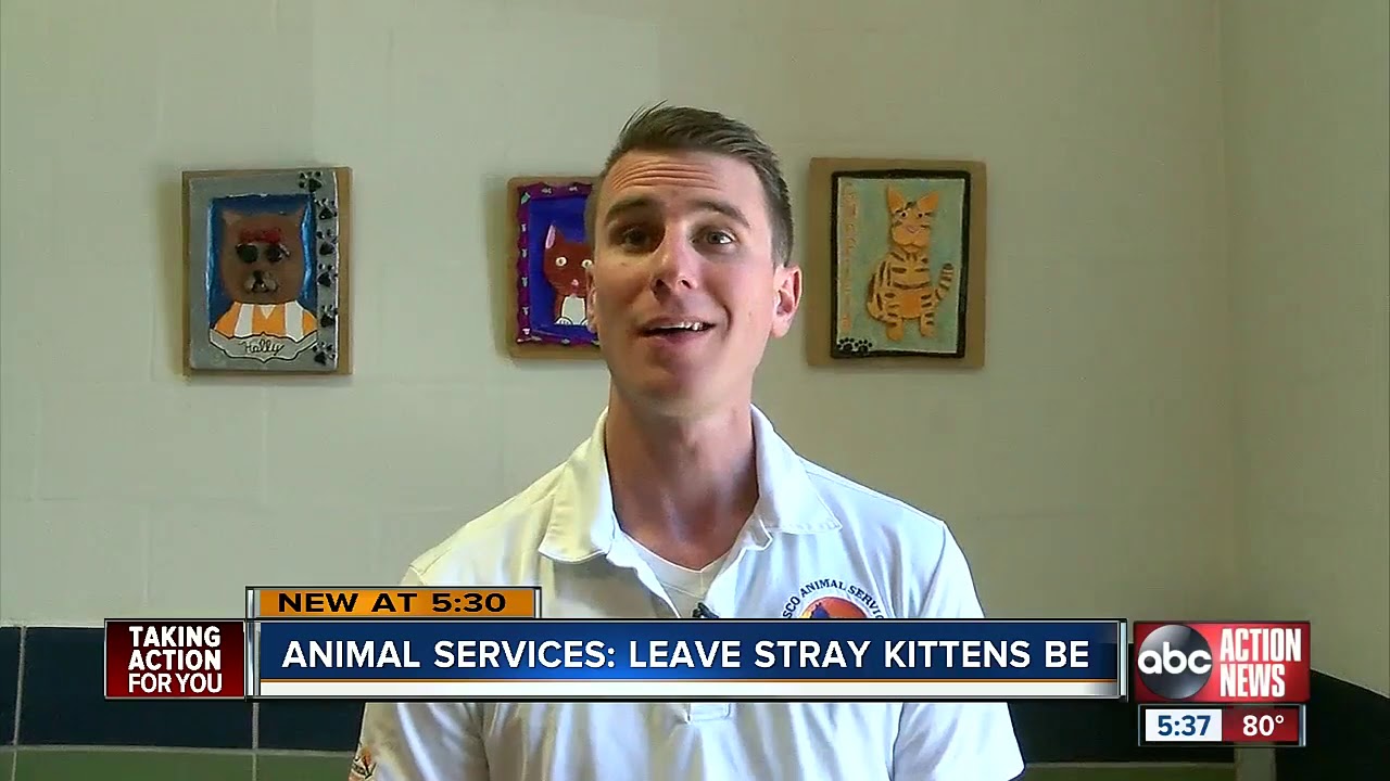 Pasco rolls out new program to save stray cats