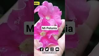 Mí Petunia