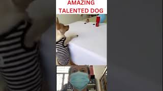 Very Funny Dog - Amazing Talented Dog   #Veryfunny #Funny #Dog